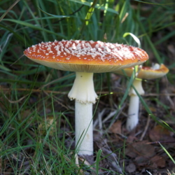 Fly Agaric, scarlet cap, white stem (credit: Hippopx, license: CC0)
